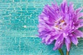 Violet aster flower on turquoise wooden table