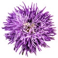 Violet aster isolated