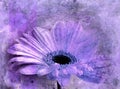 Violet astra flower digital painting, abstract