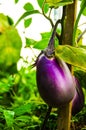 Violet aubergine or Eggplant flowered Royalty Free Stock Photo