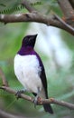 Violet-backed Starling Royalty Free Stock Photo