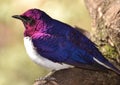 Violet-backed Starling - Amethyst Starling Cinnyricinclus leucogaster