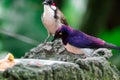 Violet-backed Starling Cinnyricinclus leucogaster, also known as Amethyst or Plum-coloured Starling