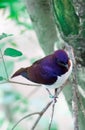 Violet-backed Starling Cinnyricinclus leucogaster, also known as Amethyst or Plum-coloured Starling