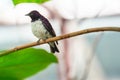 The violet-backed starling, Cinnyricinclus leucogaster, also known as the plum-coloured starling or amethyst starling Royalty Free Stock Photo