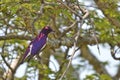 Violet-backed starling (Cinnyricinclus leucogaster