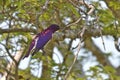 Violet-backed starling (Cinnyricinclus leucogaster) Royalty Free Stock Photo