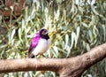 Violet-backed starling Cinnyricinclus leucogaster perching on a wire cage during the day, Kruger National Park Royalty Free Stock Photo