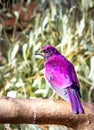 Violet-backed starling Cinnyricinclus leucogaster perching on a wire cage during the day, Kruger National Park Royalty Free Stock Photo
