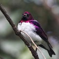 Violet-backed Starling (Cinnyricinclus leucogaster)