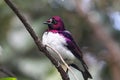 Violet-backed Starling (Cinnyricinclus leucogaster) Royalty Free Stock Photo