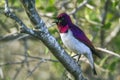 Violet-backed starling in Kruger National park, South Africa Royalty Free Stock Photo