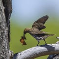 Violet-backed starling in Kruger National park, South Africa Royalty Free Stock Photo