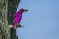 Violet-backed starling in Kruger National park, South Africa