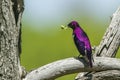 Violet-backed starling in Kruger National park, South Africa Royalty Free Stock Photo