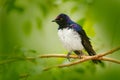 Violet-backed Starlingexotic, Cinnyricinclus leucogaster, blue and white bird, face to face view, sitting on the brach, found in S Royalty Free Stock Photo