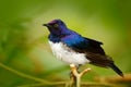 Violet-backed Starling, Cinnyricinclus leucogaster, blue and white bird, face to face view, sitting on the brach, found in S