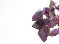 Violet basil Royalty Free Stock Photo
