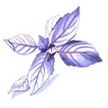 Violet Basil herb watercolor illustration