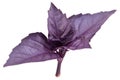 Violet basil leaves isolated on a white. Royalty Free Stock Photo