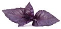 Violet basil leaves isolated on a white.