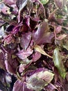 Fresh violet basilic plant Royalty Free Stock Photo