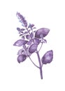 Violet basil plant with leaves. Lavender violet flower with leaf. Herb hand-painted botanical illustration.