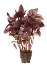 Violet basilic plant Royalty Free Stock Photo