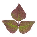 Violet bean leaf on white