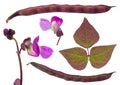 Violet bean leaf on white