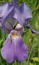 Violet Bearded Iris - A Bugs Light Royalty Free Stock Photo