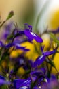Violet beautiful flowers on a blurred natural yellow-green background. Close-up of purple flowers in the garden Royalty Free Stock Photo