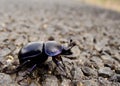 violet beetle