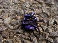 Violet beetle