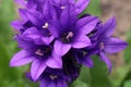 Violet bell shaped decorative Bellflower cluster, possibly of Campanula genus, growing in garden during late spring season