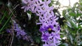 Violet bellflower on green background of trees. Flowers in garden with bumble bee