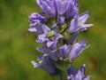 Violet bellflowers of Campanula cervicaria with scarabaeid beetle Hoplia argentea Royalty Free Stock Photo