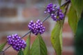 Violet berries of callicarpa pedunculata plant Royalty Free Stock Photo