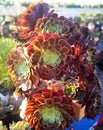 Beautiful succulent plants mage series