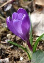 Violet bloom crocus