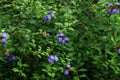 Violet bloom. Flax flowers after rain. Springy green foliage in the dew.Bush with violet flowers