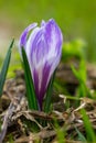 Violet bloom spring crocus crocus vernus albiflorus flower