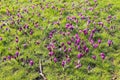 Violet blooming crocus field Royalty Free Stock Photo