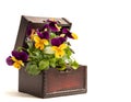 Violet blooms in a little wooden box