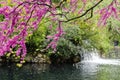 Violet blossoming Cercis siliquastrum plant and a fountain at El Capricho garden in Madrid Spain