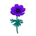 Violet Blue anemone isolated on white background. Hand drawn color pencil digital illustration. Collection of botanical Royalty Free Stock Photo