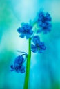 Violet blue early spring wildflowers blue bells Royalty Free Stock Photo