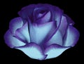 Violet-blue flower on black isolated background with clipping path no shadows. Closeup. Royalty Free Stock Photo