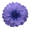 Violet-blue flower dahlia on a white isolated background with clipping path. Closeup. Royalty Free Stock Photo