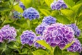 Violet and blue flowering Hydrangea macrophylla plant from close Royalty Free Stock Photo